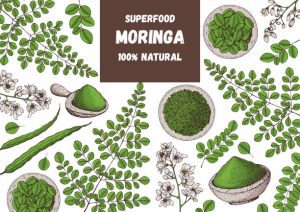 Moringa Orgánica en Polvo - Imagen 7