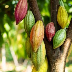 Cacao Crudo Orgánico en Polvo - Imagen 5